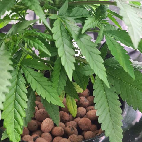 Cookie growlog timeline photo