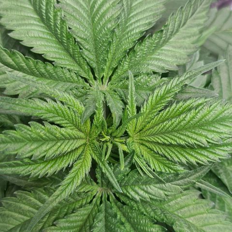 Cookie growlog timeline photo