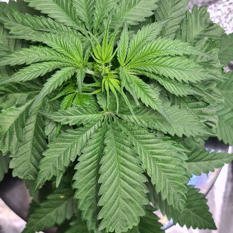 Cookie growlog timeline photo