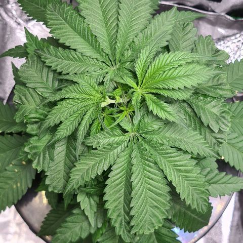 Cookie growlog timeline photo
