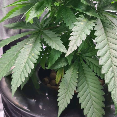 Cookie growlog timeline photo