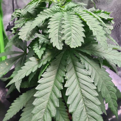 Cookie growlog timeline photo