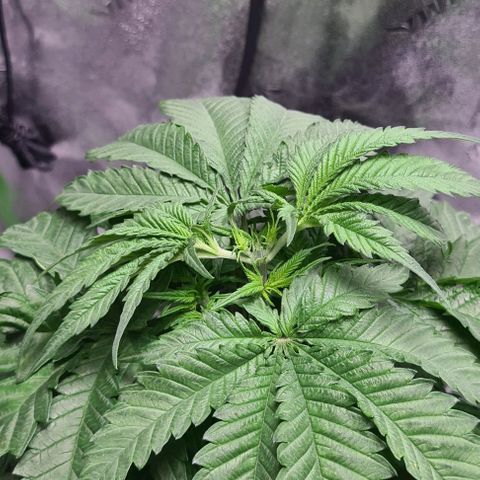 Cookie growlog timeline photo
