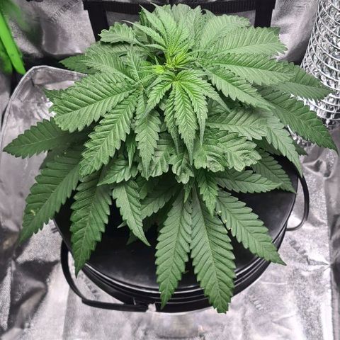 Cookie growlog timeline photo