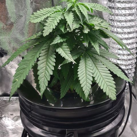 Cookie growlog timeline photo