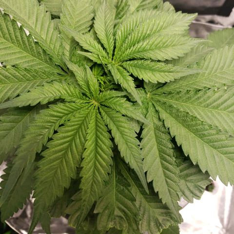 Cookie growlog timeline photo