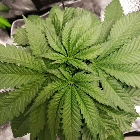 Cookie growlog timeline photo