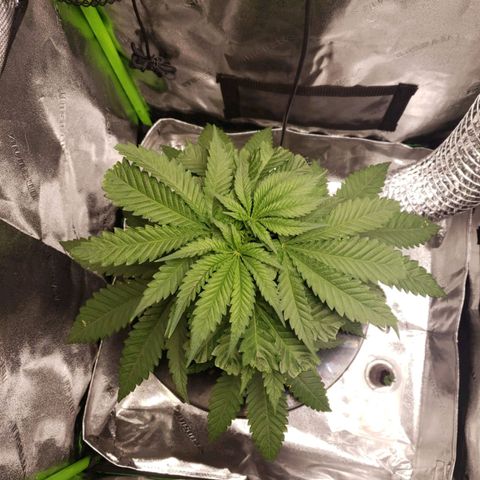 Cookie growlog timeline photo