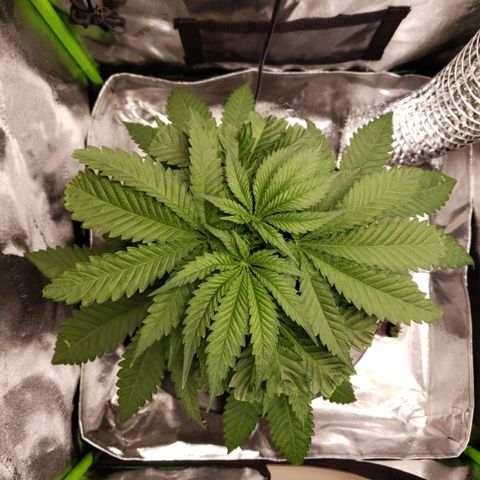 Cookie growlog timeline photo