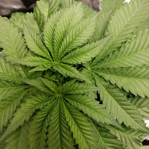 Cookie growlog timeline photo