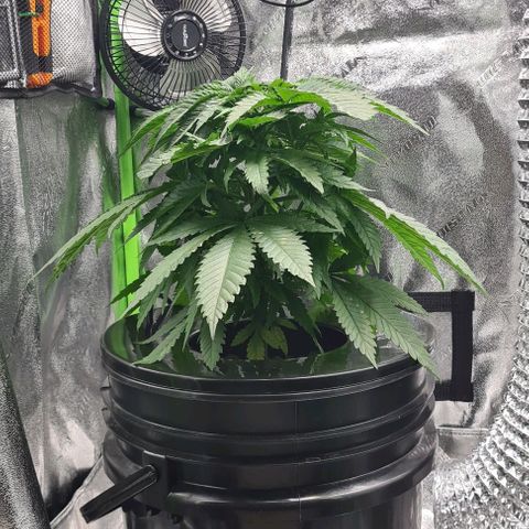 Cookie growlog timeline photo