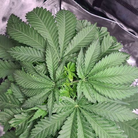 Cookie growlog timeline photo