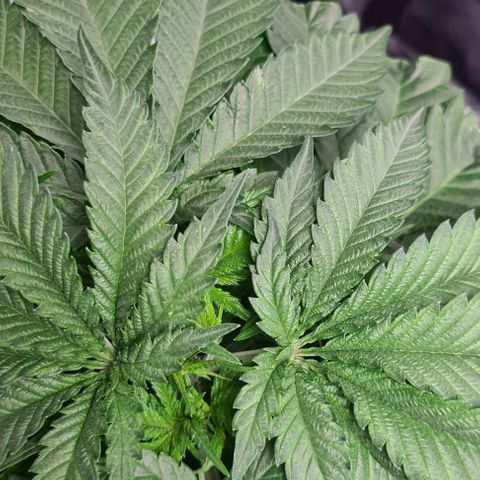 Cookie growlog timeline photo