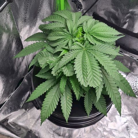 Cookie growlog timeline photo
