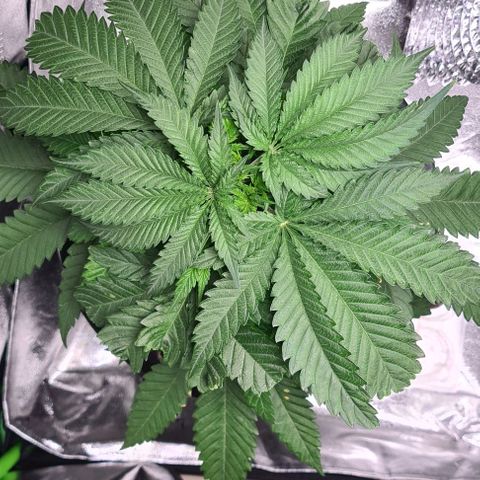 Cookie growlog timeline photo