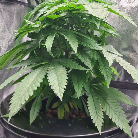 Cookie growlog timeline photo