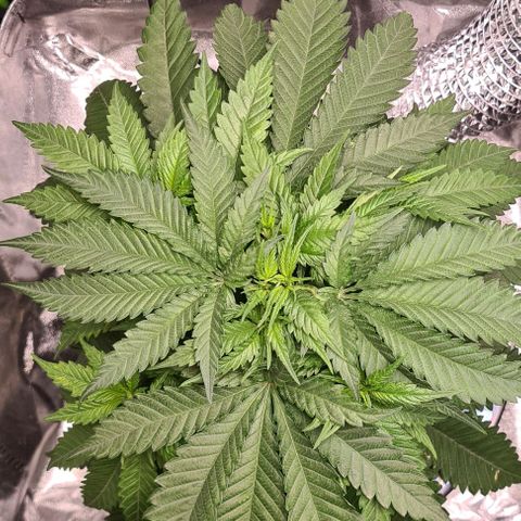 Cookie growlog timeline photo
