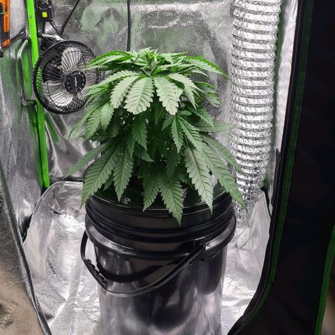 Cookie growlog timeline photo