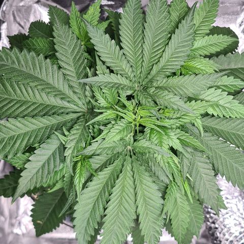 Cookie growlog timeline photo