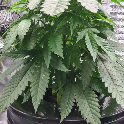 Cookie growlog timeline photo
