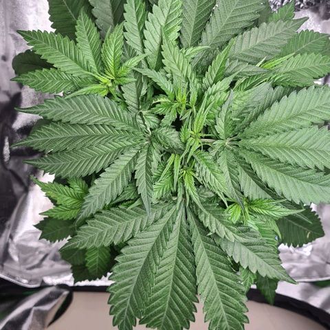 Cookie growlog timeline photo