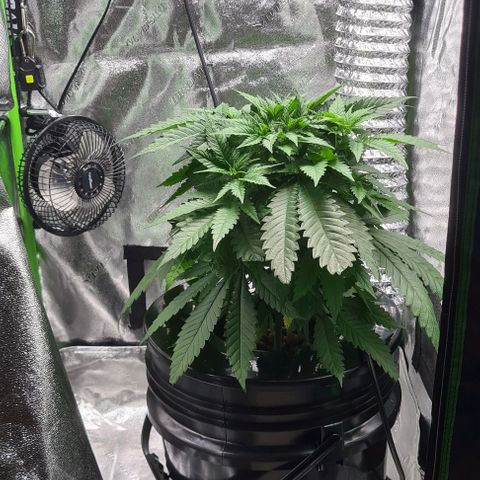 Cookie growlog timeline photo