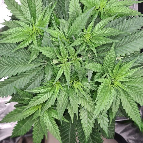 Cookie growlog timeline photo