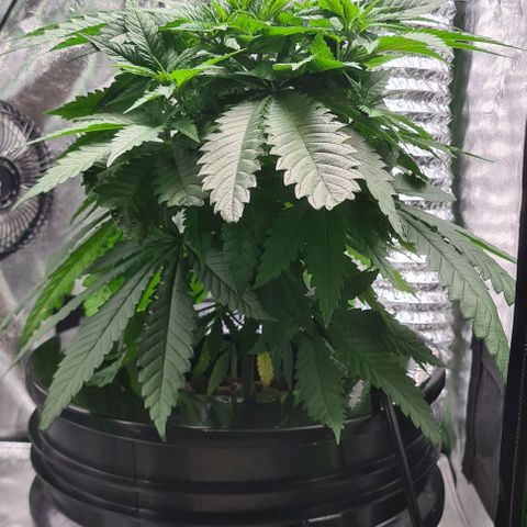Cookie growlog timeline photo