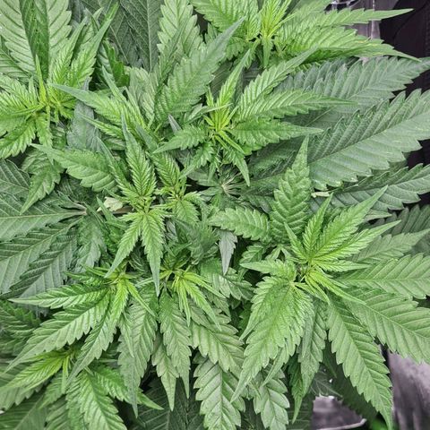 Cookie growlog timeline photo