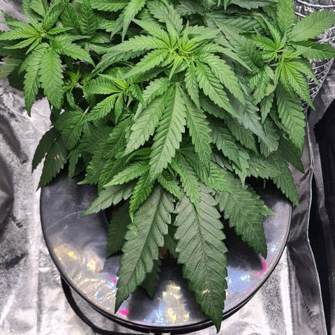 Cookie growlog timeline photo