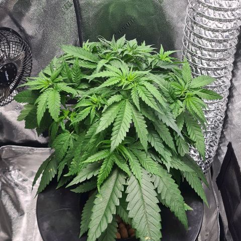 Cookie growlog timeline photo