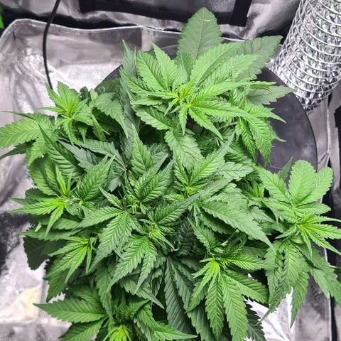 Cookie growlog timeline photo