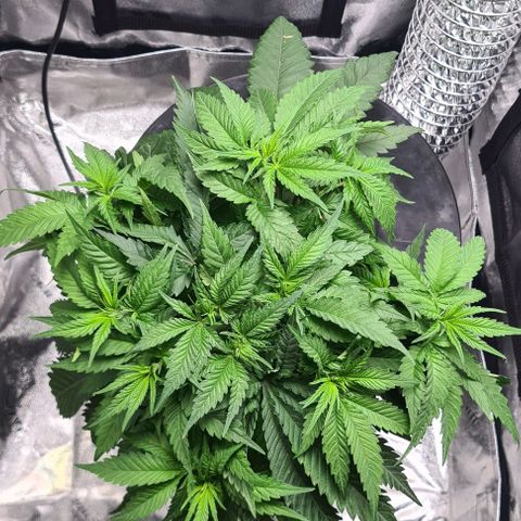 Cookie growlog timeline photo
