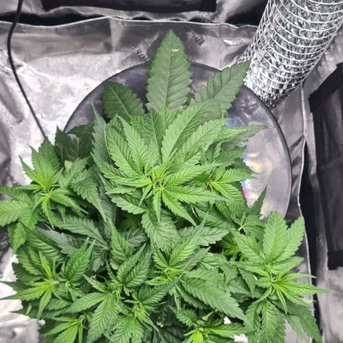 Cookie growlog timeline photo