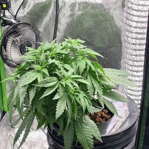Cookie growlog timeline photo