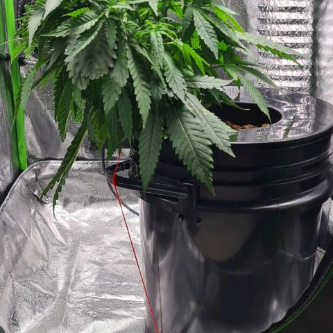 Cookie growlog timeline photo