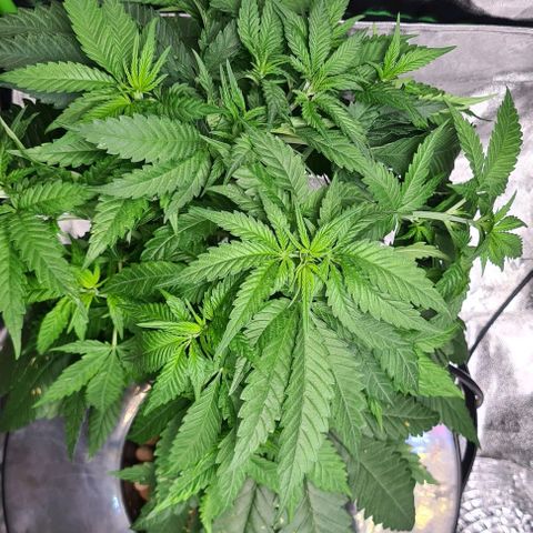 Cookie growlog timeline photo