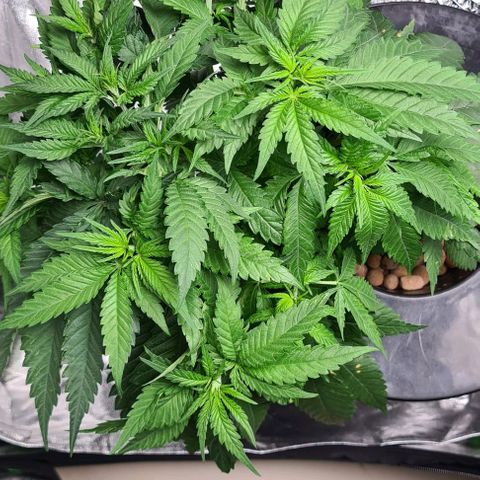 Cookie growlog timeline photo