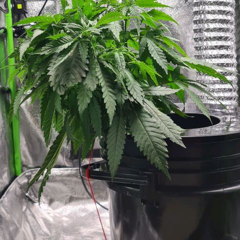 Cookie growlog timeline photo