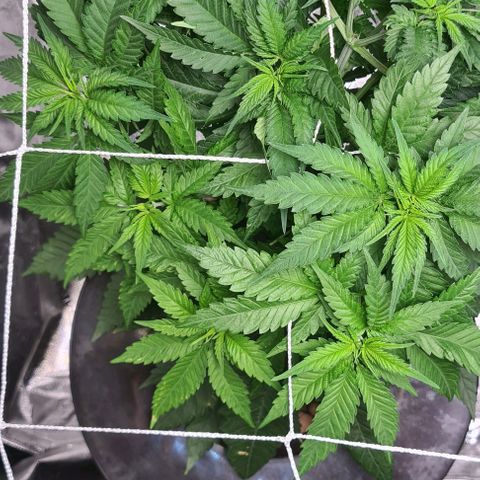 Cookie growlog timeline photo