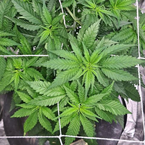 Cookie growlog timeline photo