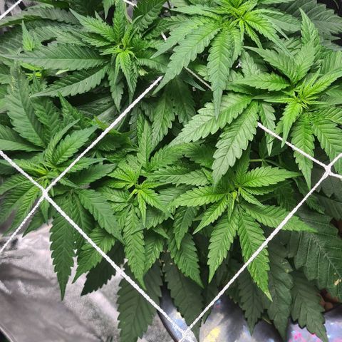 Cookie growlog timeline photo