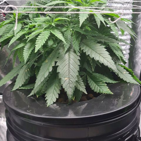 Cookie growlog timeline photo