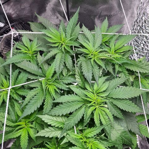 Cookie growlog timeline photo