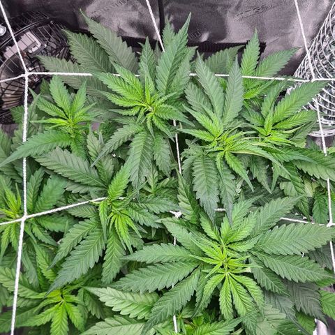 Cookie growlog timeline photo