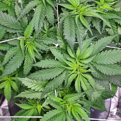 Cookie growlog timeline photo