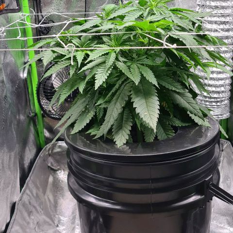 Cookie growlog timeline photo