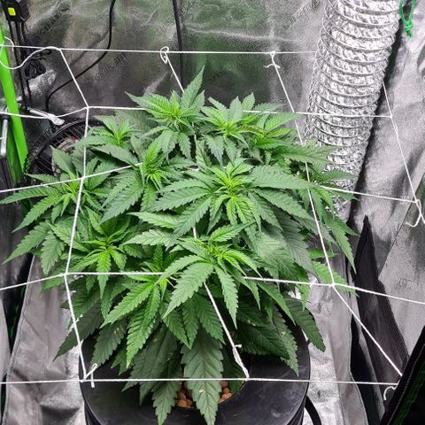 Cookie growlog timeline photo