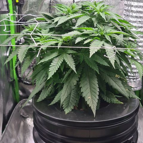Cookie growlog timeline photo