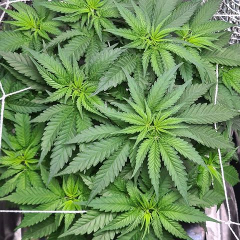 Cookie growlog timeline photo